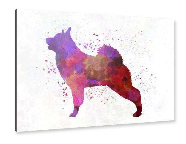 Alu-Dibond "Norwegian Elkhound in watercolor" 30x20 cm artboxONE