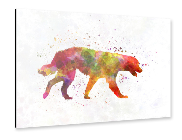 Alu-Dibond "Maremma Abruzzes Sheepdog" 30x20 cm artboxONE