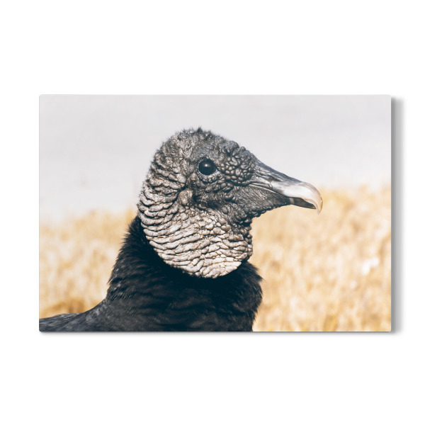 Galerie-Print "Schmutzgeier Portrait" 30x20 cm artboxONE