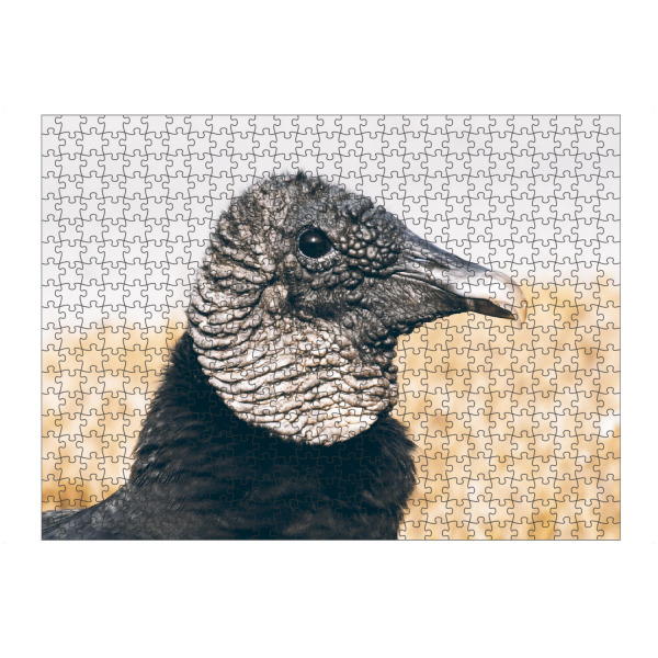 artboxONE Puzzle "Schmutzgeier Portrait" artboxONE - Natur,Reise,Tiere,Reise / Strand und Meer,Reise / Länder