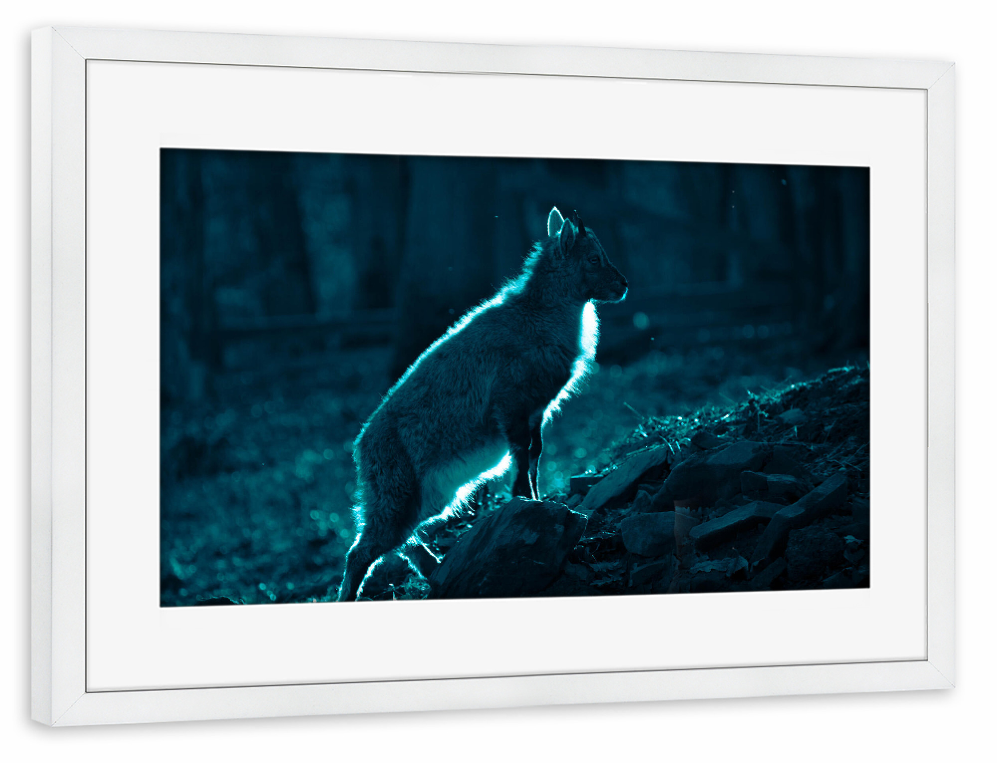 Poster mit Rahmen weiß "Ziegenkitz" artboxONE - Natur,Tiere