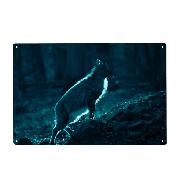 Metall Poster "Ziegenkitz" artboxONE - Natur,Tiere