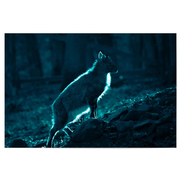 Poster 30x20 cm "Ziegenkitz" artboxONE - Natur,Tiere