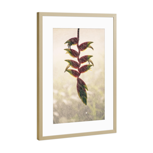Poster mit Rahmen Gold "Heliconia" artboxONE - Natur - Photography,Nature,Flower,Plant,Botanical,Rain,Drops,Tropical,Leaves,Foliage