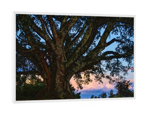 Poster mit weißem Rahmen "Im Abendlicht" artboxONE - Natur - Baum,Abendlicht,Wolken,Abendrot,Natur,Nature,Tree