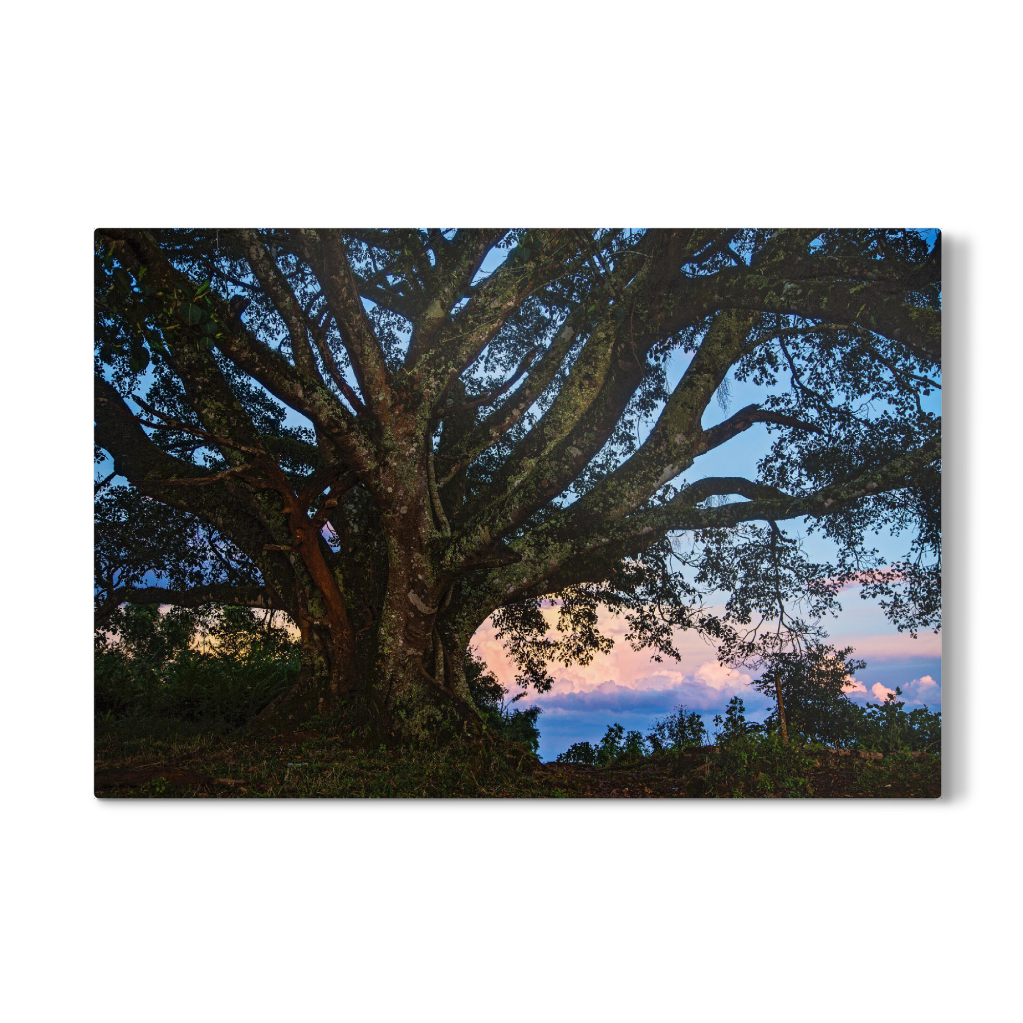 Galerie-Print "Im Abendlicht" 30x20 cm artboxONE