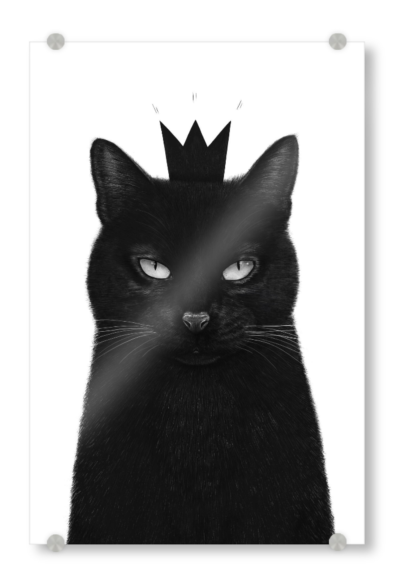 Acrylglasbild "King cat" artboxONE - Natur,Tiere,Weihnachten,Für Papa,Lustig