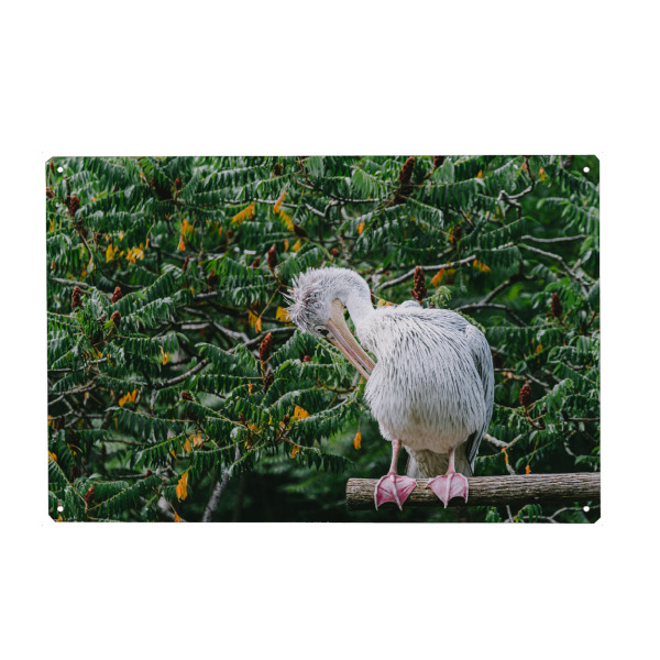 Metall Poster "Nasser Pelikan" artboxONE - Natur,Tiere - Pelikan,Grün,Vogel,Tier,Animal,Bird,Natur,Nature - Blechschild