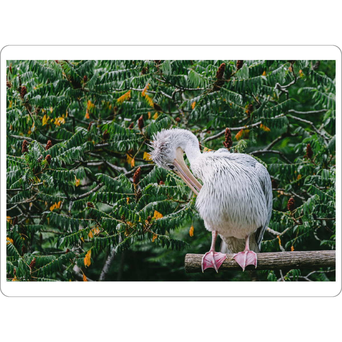 Tischset "Nasser Pelikan" artboxONE - Natur,Tiere - Pelikan,Grün,Vogel,Tier,Animal,Bird,Natur,Nature - Bild pelikan