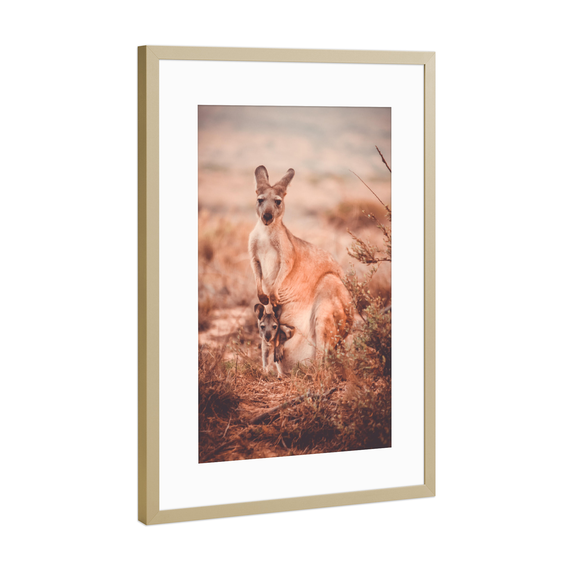 Poster mit Rahmen Gold "Kängurumama" artboxONE - Natur,Tiere,Reise / Länder