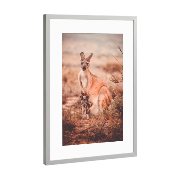 Poster mit Rahmen Silber "Kängurumama" artboxONE - Natur,Tiere,Reise / Länder