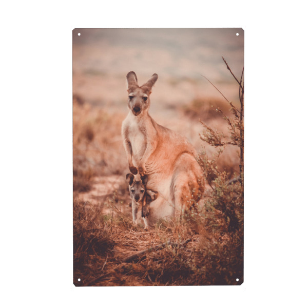 Metall Poster "Kängurumama" artboxONE - Natur,Tiere,Reise / Länder - Känguru,Mutter,Kind,Baby,Australien,Zweisamkeit,Mother,Tier,Animal,Kangaroo