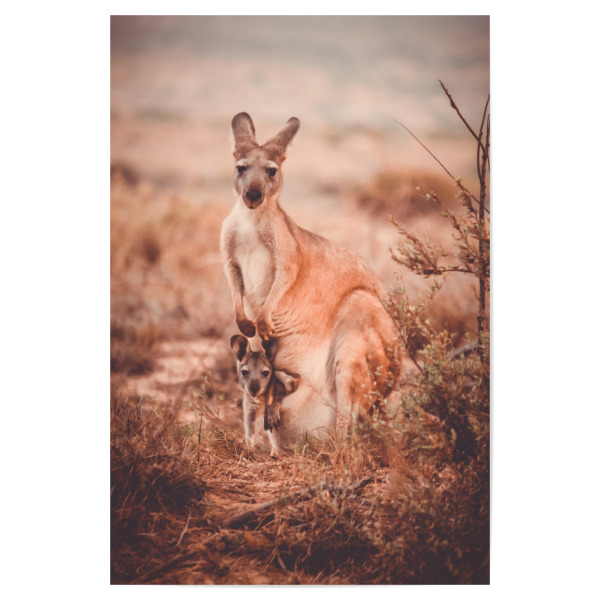 Poster 30x20 cm "Kängurumama" artboxONE - Natur,Tiere,Reise / Länder - Känguru,Mutter,Kind,Baby,Australien,Zweisamkeit,Mother,Tier,Animal,Kangaroo