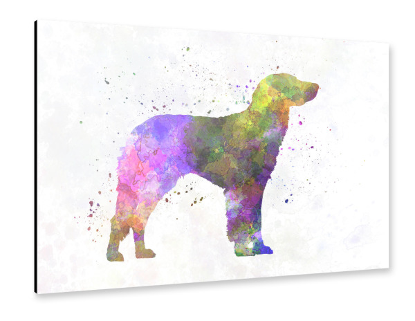Alu-Dibond "German Longhaired Pointer dog" 30x20 cm artboxONE