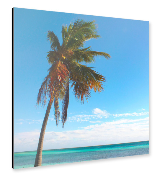 Alu-Dibond "Eine Kokospalme am Meer" 30x30 cm artboxONE