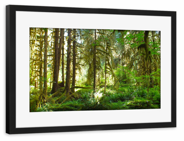 Poster mit Rahmen schwarz "Ein Waldbild" artboxONE - Natur,Floral - Wald,Waldfoto,Forst,Landschaft,Waldlandschaft,Landscape,Natur,Nature,Bäume,Trees