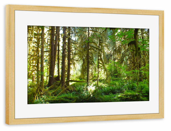 Poster mit Rahmen kiefer "Ein Waldbild" artboxONE - Natur,Floral - Wald,Waldfoto,Forst,Landschaft,Waldlandschaft,Landscape,Natur,Nature,Bäume,Trees