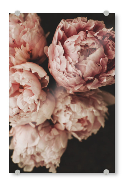 Acrylglasbild "Moody Pink Peonies" artboxONE - Natur,Floral,Liebe,Für Mama