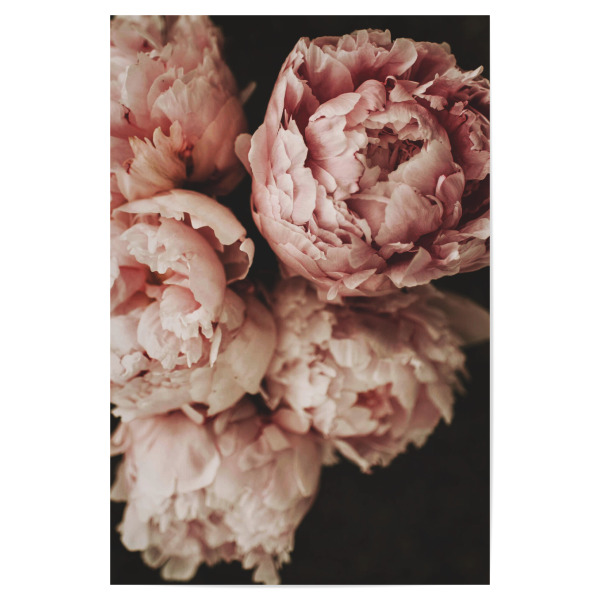 Poster "Moody Pink Peonies" artboxONE - Natur,Floral,Liebe,Für Mama