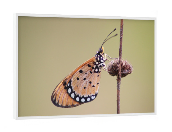 Poster mit weißem Rahmen "Beautiful macro closeup butterfly" artboxONE - Natur,Tiere