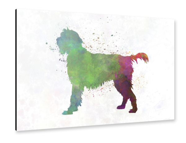Alu-Dibond "Wirehaired Pointing Griffon" 30x20 cm artboxONE