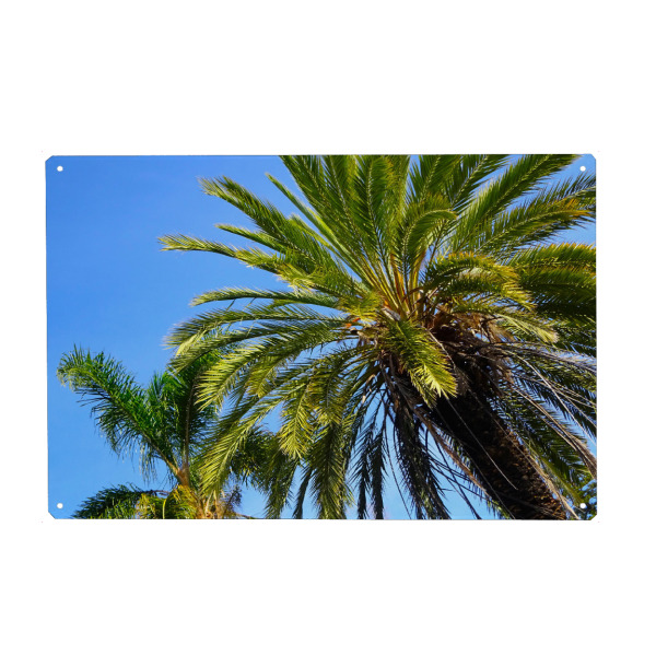 Metall Poster "Zwei Palmenkronen" artboxONE - Natur,Reise,Floral,Reise / Afrika,Reise / Asien