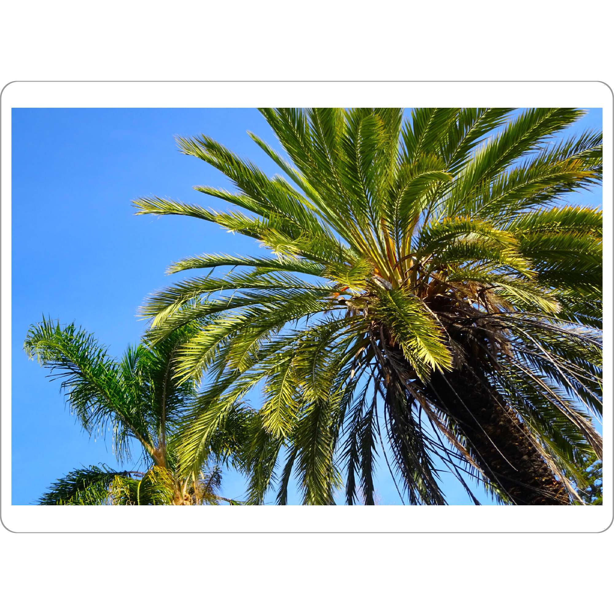 Tischset "Zwei Palmenkronen" artboxONE - Natur,Reise,Floral,Reise / Afrika,Reise / Asien