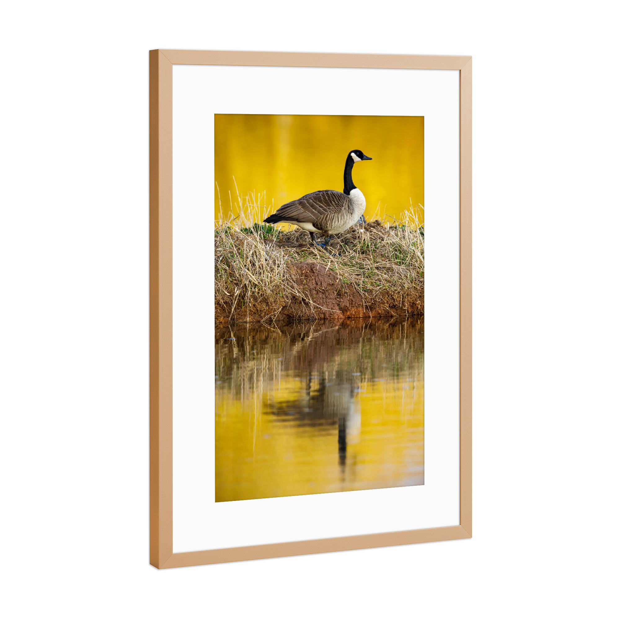 Poster mit Rahmen Kupfer "Die Kanadagans" artboxONE - Natur,Tiere