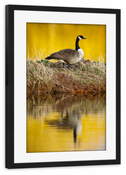 Poster mit Rahmen schwarz "Die Kanadagans" artboxONE - Natur,Tiere