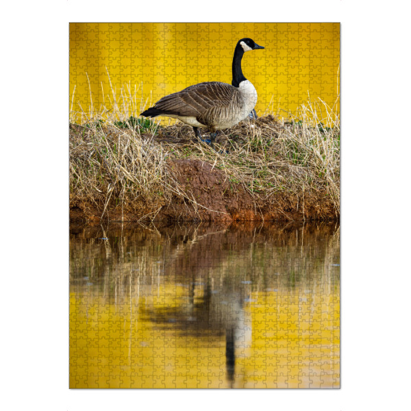 Puzzle Ravensburger "Die Kanadagans" artboxONE - Natur,Tiere