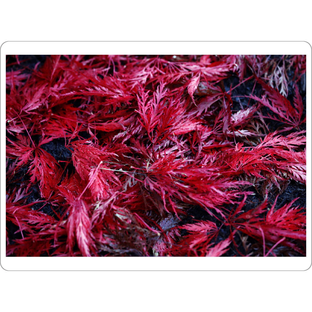 Tischset "Abstrakte rote Blätter" artboxONE - Natur,Floral,Abstrakt,Geometrie