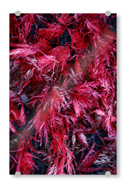 Acrylglasbild "Abstrakte rote Blätter" artboxONE - Natur,Floral,Abstrakt,Geometrie