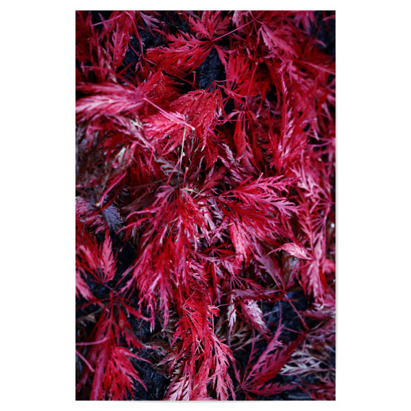 Poster "Abstrakte rote Blätter" artboxONE - Natur,Floral,Abstrakt,Geometrie