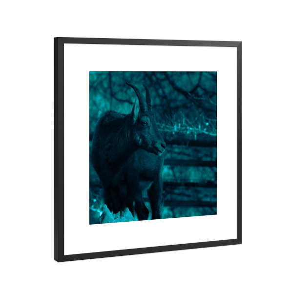 Poster mit Rahmen Schwarz (Metallic) "Ziegenbock" artboxONE - Natur,Tiere
