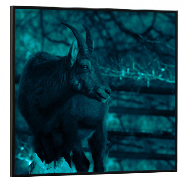 Poster mit schwarzem Rahmen 30x30 cm "Ziegenbock" artboxONE - Natur,Tiere