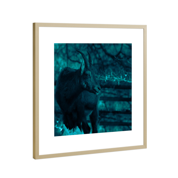 Poster mit Rahmen Gold "Ziegenbock" artboxONE - Natur,Tiere