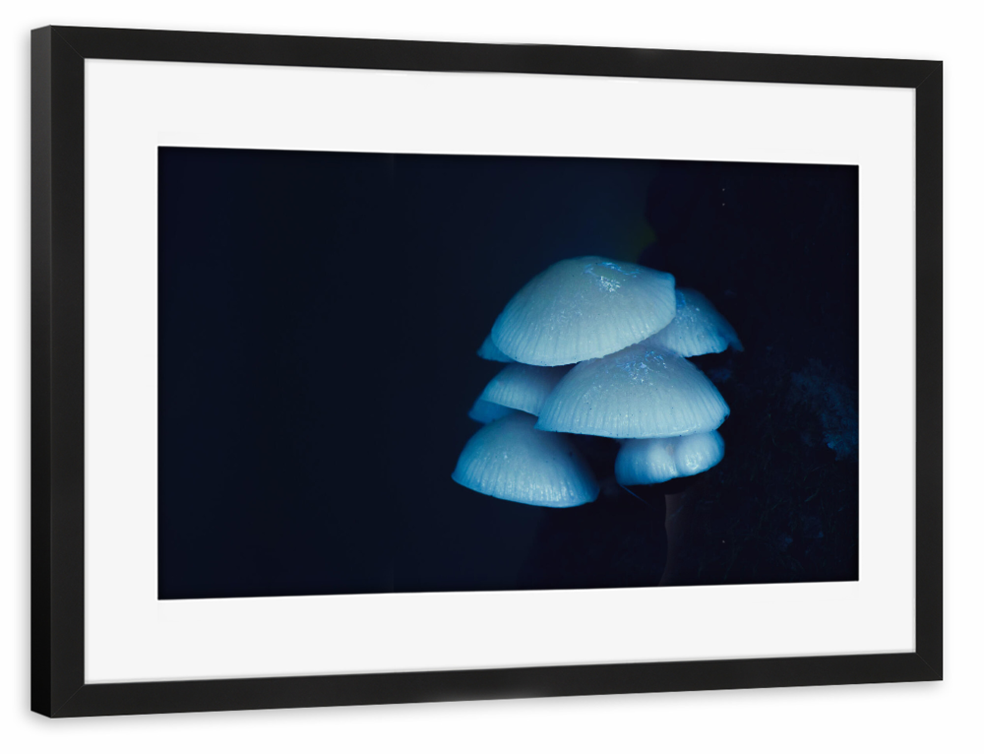 Poster mit Rahmen schwarz "Leuchtener Pilz" artboxONE - Natur
