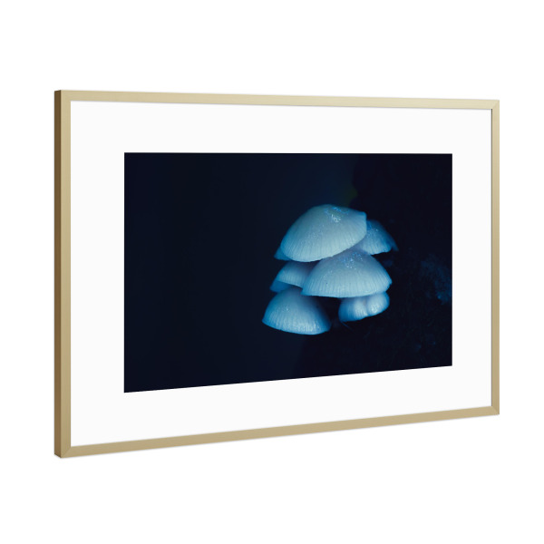 Poster mit Rahmen Gold "Leuchtener Pilz" artboxONE - Natur