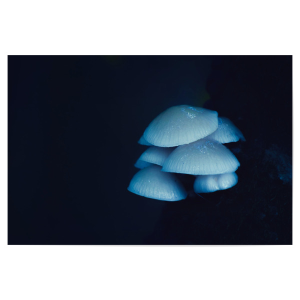 Poster "Leuchtener Pilz" artboxONE - Natur