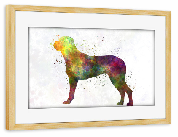Poster mit Rahmen kiefer "Italian Corso Dog in watercolor" artboxONE - Tiere,Abstrakt