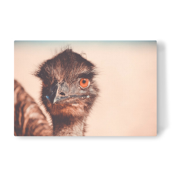 Leinwandbild "Caught my eye" artboxONE - Tiere - Strauß,Tier,Vogel,Auge,Closeup,Australien,Animal,Bird,Natur,Nature,Portrait