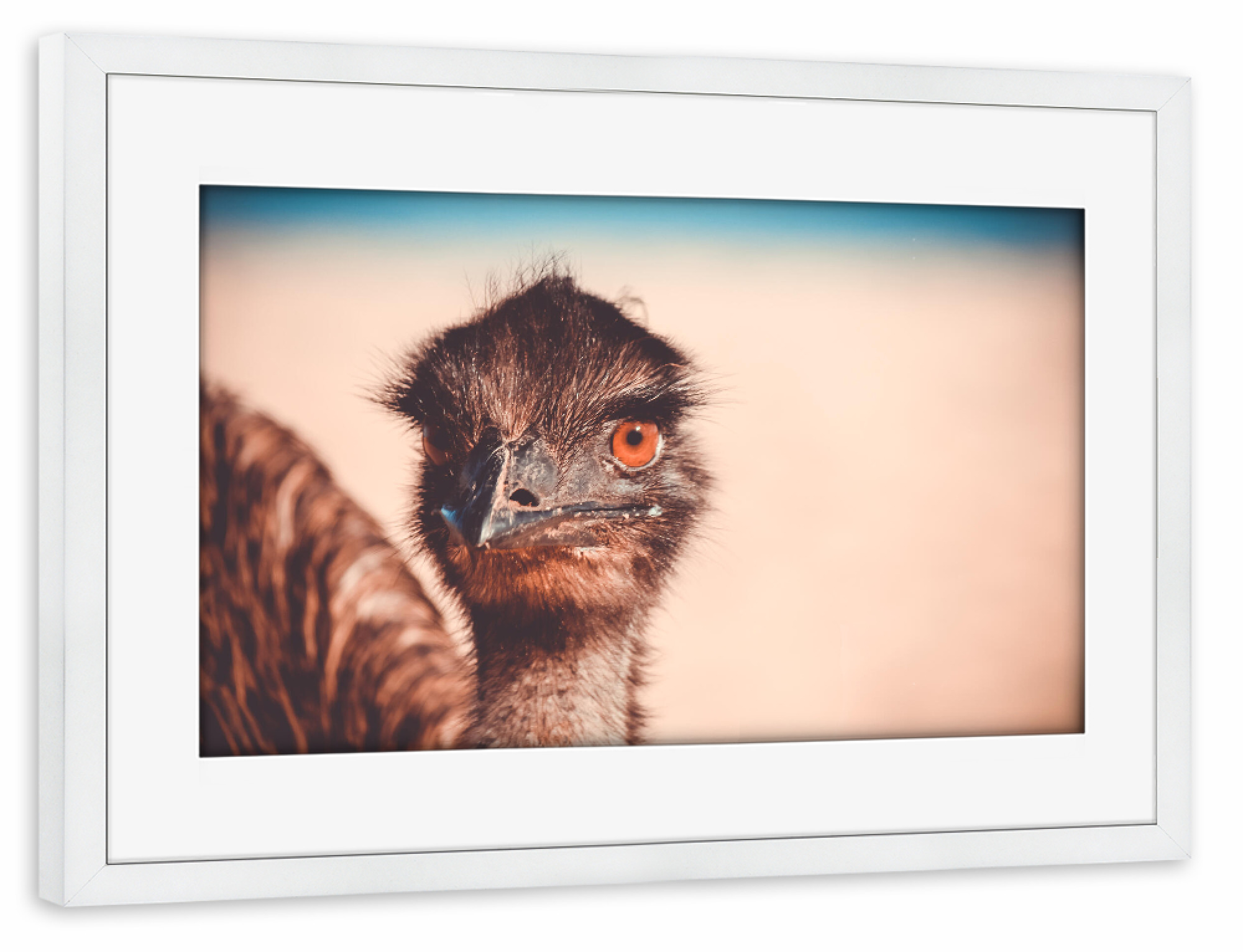 Poster mit Rahmen weiß "Caught my eye" artboxONE - Tiere - Strauß,Tier,Vogel,Auge,Closeup,Australien,Animal,Bird,Natur,Nature,Portrait