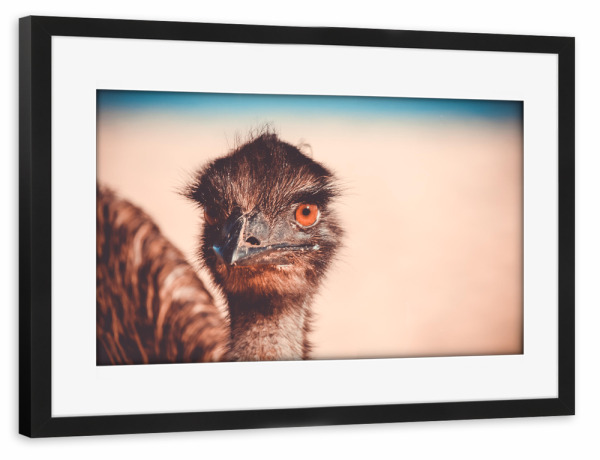 Poster mit Rahmen schwarz "Caught my eye" artboxONE - Tiere - Strauß,Tier,Vogel,Auge,Closeup,Australien,Animal,Bird,Natur,Nature,Portrait