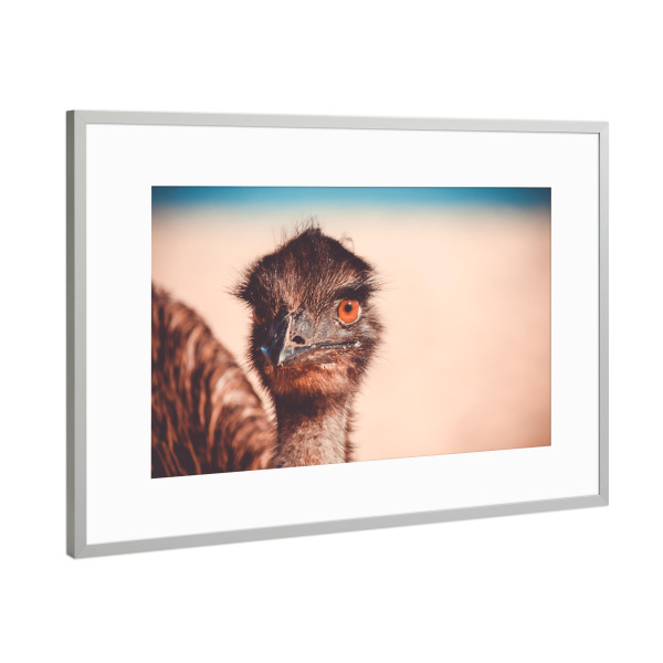 Poster mit Rahmen Silber "Caught my eye" artboxONE - Tiere - Strauß,Tier,Vogel,Auge,Closeup,Australien,Animal,Bird,Natur,Nature,Portrait