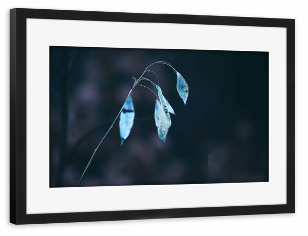 Poster mit Rahmen schwarz "Weiße Pflanze im Winter" artboxONE - Natur,Floral