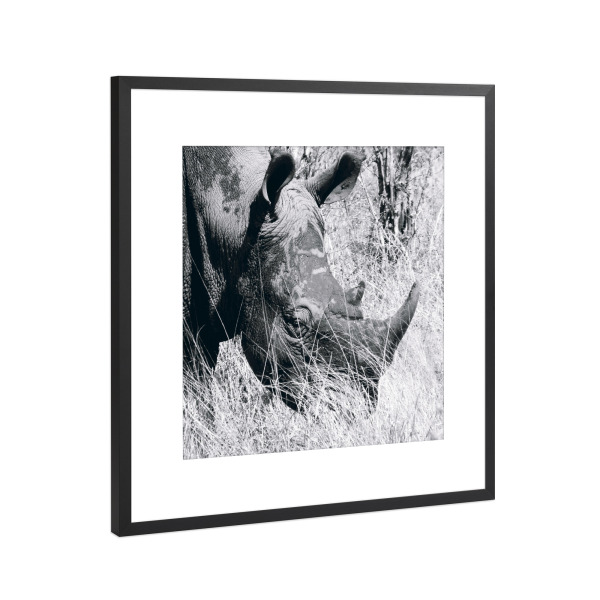 Poster mit Rahmen Schwarz (Metallic) "Rhino schwarzweiß" artboxONE - Natur,Tiere,Schwarzweiß