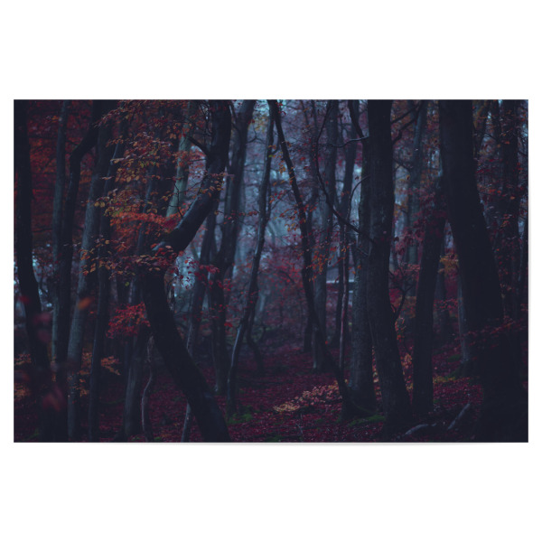 Poster "Herbstliche Wälder" artboxONE - Natur