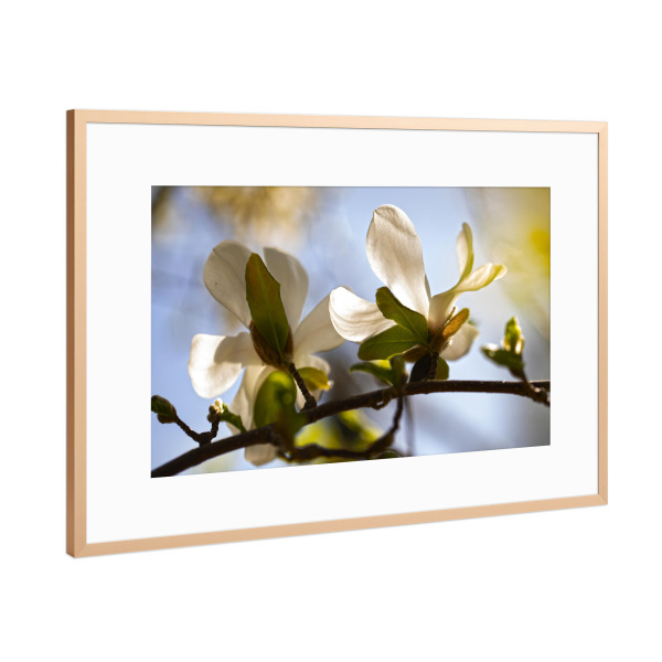 Poster mit Rahmen Kupfer "Magnolienblüte" artboxONE - Natur,Floral