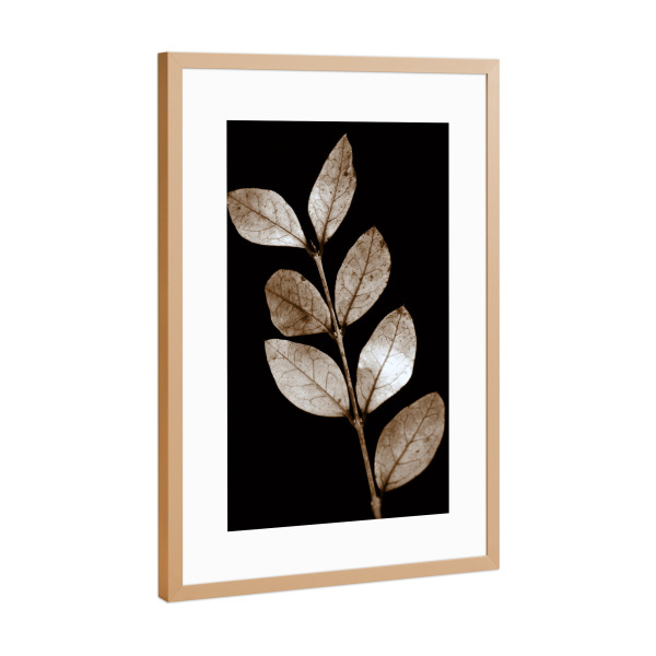 Poster mit Rahmen Kupfer "Zweig mit transparenten Blättern" artboxONE - Natur,Floral,Abstrakt