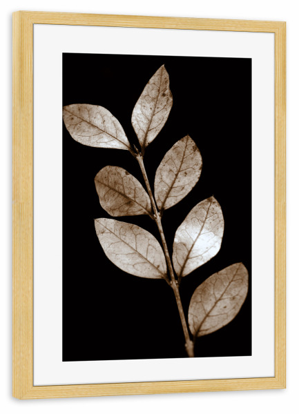 Poster mit Rahmen kiefer "Zweig mit transparenten Blättern" artboxONE - Natur,Floral,Abstrakt